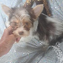 Milo - Chocolate, tan and white male Yorkshire Terrier puppy in Delano, Tennessee from Nemec's Yorkies