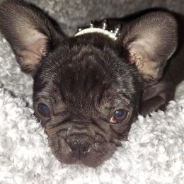 French Bulldog Puppies from Absolute Frenchie Connection