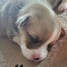 Bella - Red female Pembroke Welsh Corgi puppy in Walnut, Iowa from Michelle's House of Corgi's