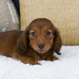 Spud - Red male Dachshund puppy in Fredonia, Arizona from Kaibab Dachshunds