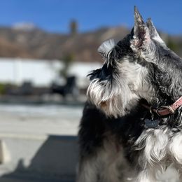Miniature Schnauzers from Mt. View's Pretty Little Schnauzers