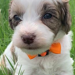 Springerdoodles from Windy Sage Kennel