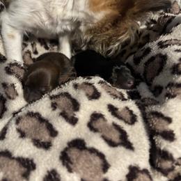 Davidson - Black & tan tri-color male Morkie puppy in Taylorsville, North Carolina from Mountain Top Hot Tailz