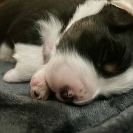 Australian Shepherd Puppies from Webb Farm Aussies