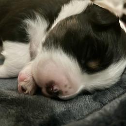 Australian Shepherd Puppies from Webb Farm Aussies