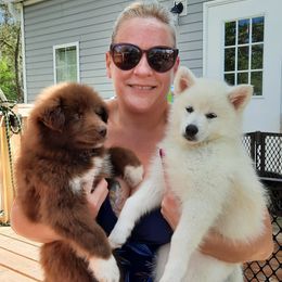Pomsky Puppies from Zeuskis Pomskies