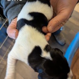 Boy 3 - Black and white German Shorthaired Pointer puppy in Appleton, Wisconsin from Kay Quaintance's German Shorthaired Pointers