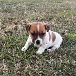 Anna - White and tan female Russell Terrier puppy in Valley Mills, Texas from Bar Rafter C Shorty Jacks