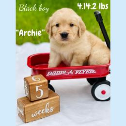 Golden Retriever Puppies from All shades Golden