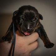 Hoarfrost - Black and rust male Beauceron puppy in Medina, Ohio from Beaucerons Des Vents