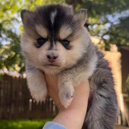 Cuddles - Gray and white female Pomsky puppy in La Verne, California from Red Cedar Pomskies
