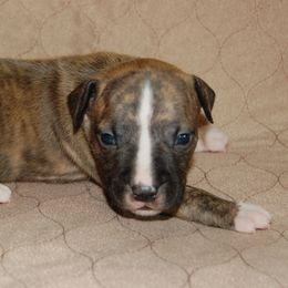 Girl 1 - Brown brindle female American Staffordshire Terrier puppy in Ninety Six, South Carolina from Emerald Creek Kennel