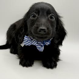 AKC Green - Black male Dachshund puppy in Bartlesville, Oklahoma from OkieDokieDox