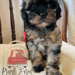 Assorted Doodle Crosses Puppies from Propst Farm Doodles