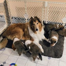 Collie puppies from Rimma's Collies