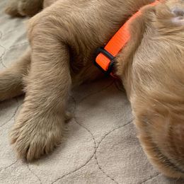 Boy 4 - Goldendoodle puppy in St. Lucie, Florida from A Doodle Life, LLC