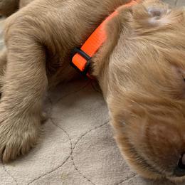 Boy 4 - Goldendoodle puppy in St. Lucie, Florida from A Doodle Life, LLC