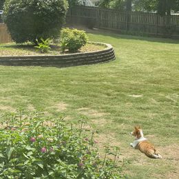 American Corgis and Pembroke Welsh Corgis from Paper Moon Corgis
