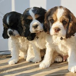 Cocker Spaniels from Pigeon Rock Cockers