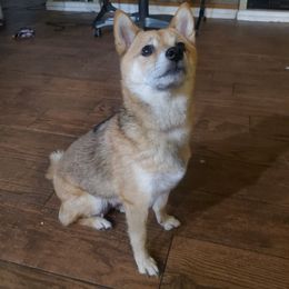 Shiba Inu All Grown Up from Robert Shaw