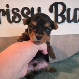 Lewis - Black and gold male Yorkshire Terrier puppy in Clermont, Florida from Bella's Prissy Butts