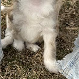 Blondie - Cream female Chinese Crested puppy in Worthington, Minnesota from Alvarez Chinese Crested
