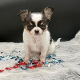 Bram - Black and tan male Chihuahua puppy in Lee Center, New York from Alfheim-Andromeda Chihuahua's (A &A's)