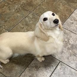 Sparkle - Dachshund