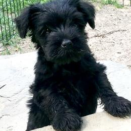 Miniature Schnauzer Puppies from Divine Miniature Schnauzers