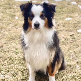 Galway - Australian Shepherd