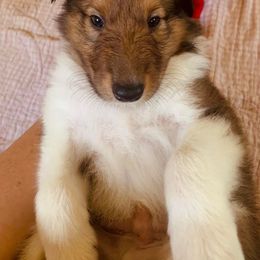 Collie Puppies from Kindred Spirit Collies