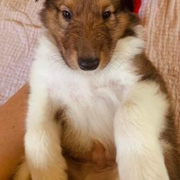 Collie Puppies from Kindred Spirit Collies
