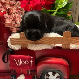 Light Blue - Black male Labrador Retriever puppy in Heath Springs, South Carolina from Rich Hill Retrievers