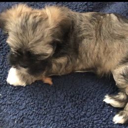 Boy 5 - Grizzle Lhasa Apso puppy in Los Molinos, California from Anderson Lhasa Apsos