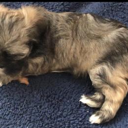 Boy 5 - Grizzle Lhasa Apso puppy in Los Molinos, California from Anderson Lhasa Apsos