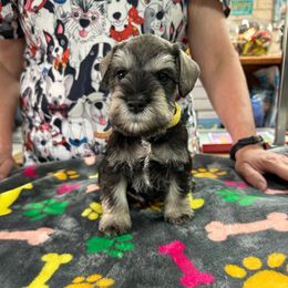 Yellow - Salt and pepper male Miniature Schnauzer puppy in Bosque Farms, New Mexico from NM Schnauzer Minis
