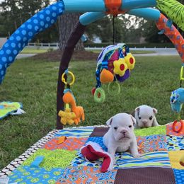 Bulldog Puppies from Chief Bulldogs