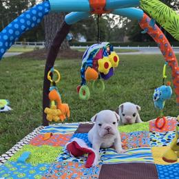 Bulldog Puppies from Chief Bulldogs