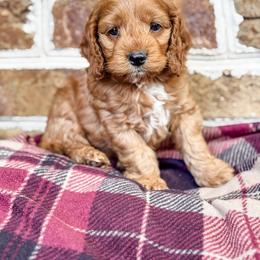 Cockapoo Puppies from Windy Ridge Cockapoos