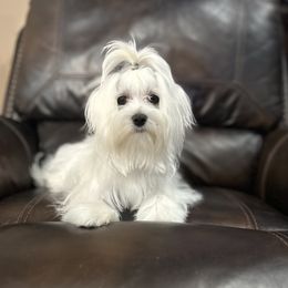 Lady Bug - Maltese
