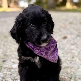 Violet (Purple) - Black and white female Bernedoodle puppy in Noblesville, Indiana from NOB Bernedoodles