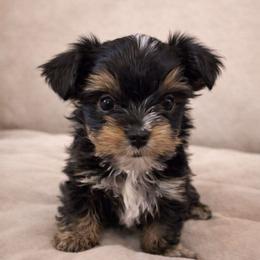 Kermit - Black and tan male Yorkshire Terrier puppy in Goode, Virginia from Glass Hill Yorkies