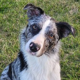 Cal - Border Collie