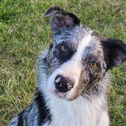 Cal - Border Collie