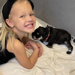 Miniature Schnauzer Puppies from Black Gold Miniature Schnauzers