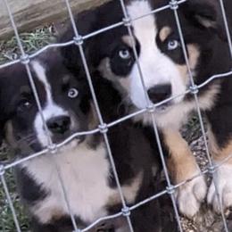 Miniature American Shepherds from Atherney