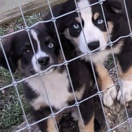 Miniature American Shepherds from Atherney