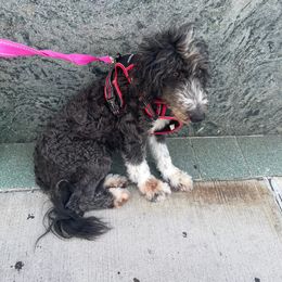 Ann - Parti female Goldendoodle puppy in Brooklyn, New York from Lyon and Luna Goldendoodles Bernedoodles