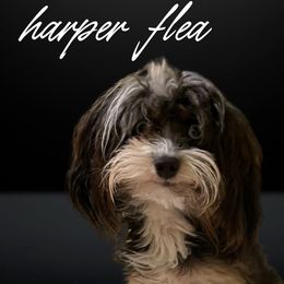 Harper Flea - Aussiedoodle