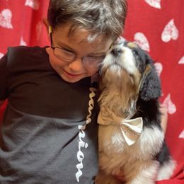 Bernedoodle and Bernese Mountain Dog Puppies from Mountain Top Bernedoodles